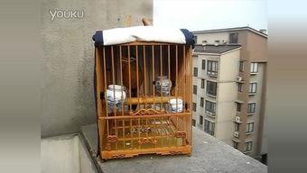 训画眉鸟视频,画眉鸟的优雅舞动瞬间